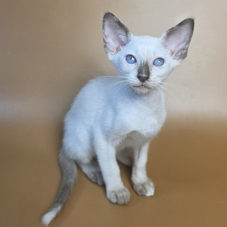 Eir Siamese female, black tortie