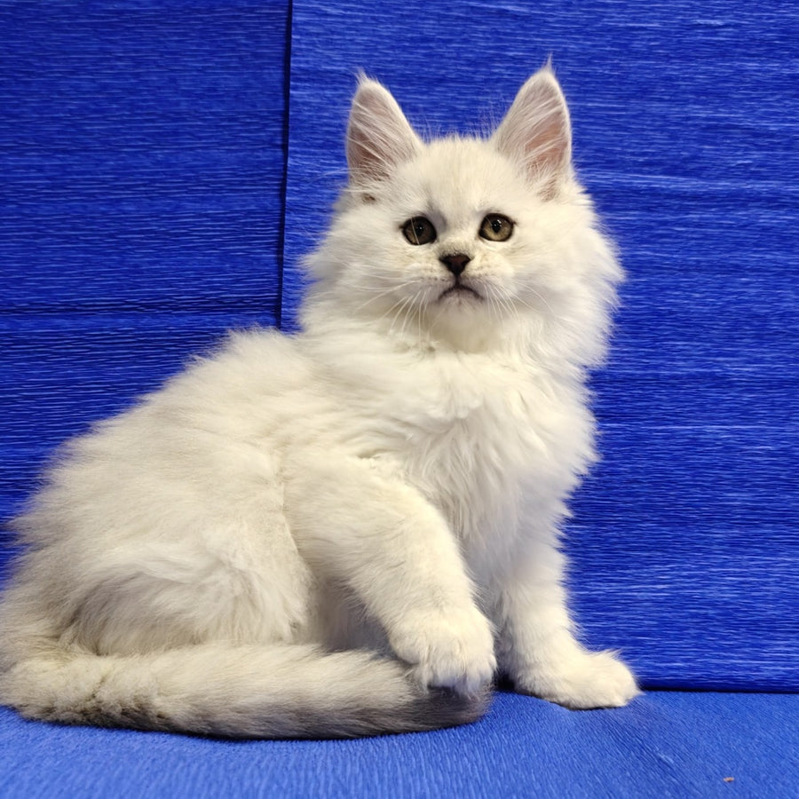 Nelson Maine Coon male, black silver shaded