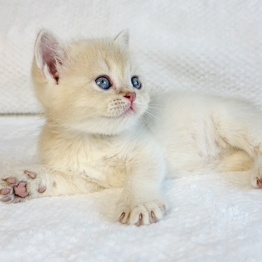 Galaxy Star British Shorthair male, lilac golden shaded