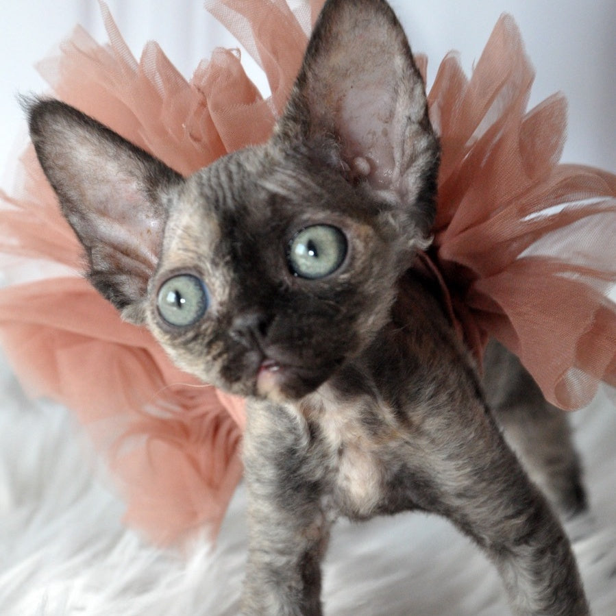 Nonna Devon Rex female, black tortie