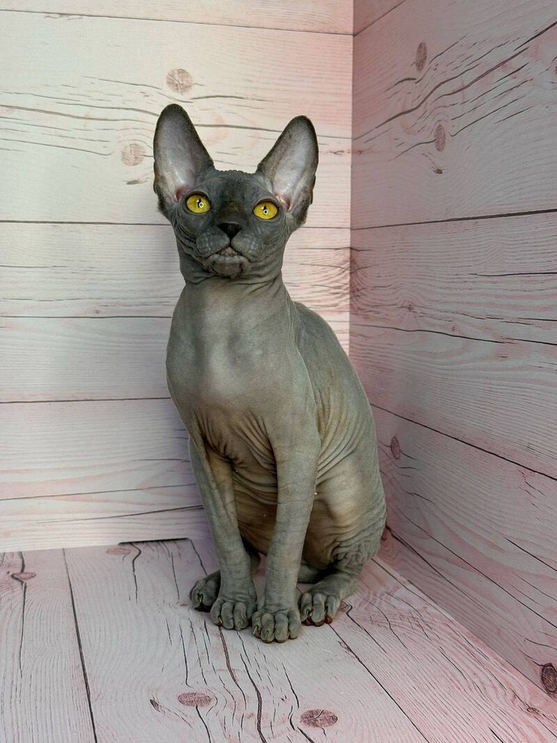 Adel Canadian Sphynx male, blue
