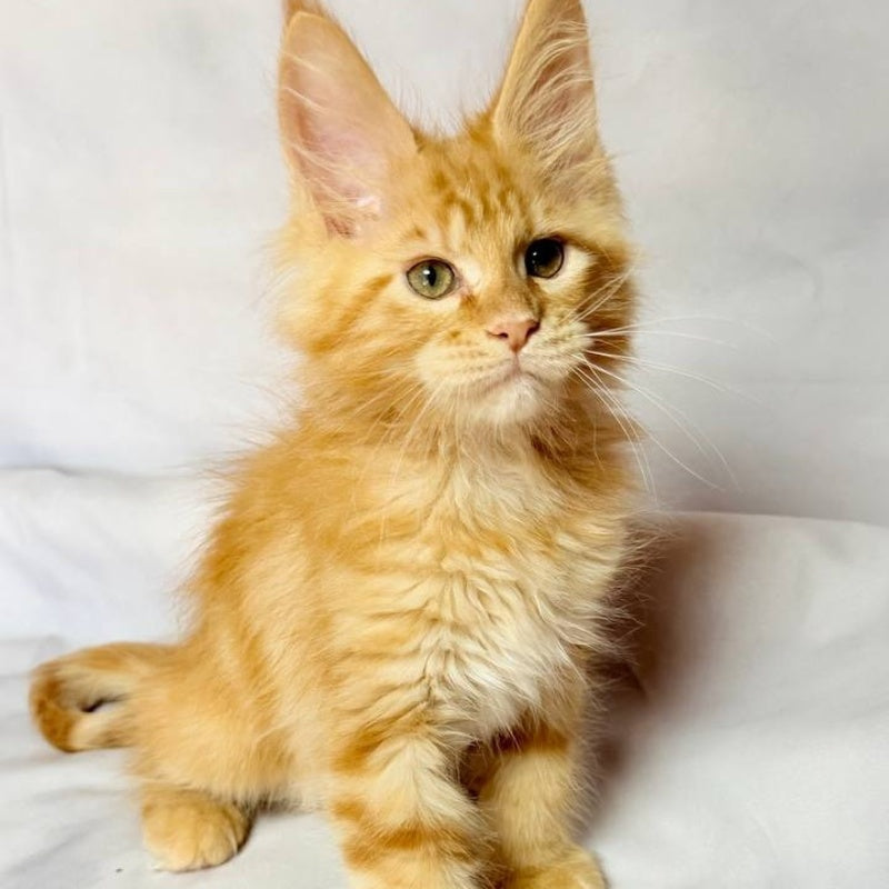 Luthor Maine Coon male, red tabby