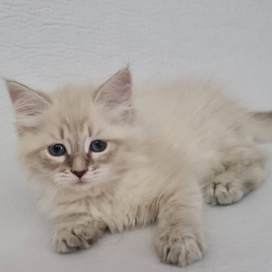 Bella Siberian female, blue tabby pointed