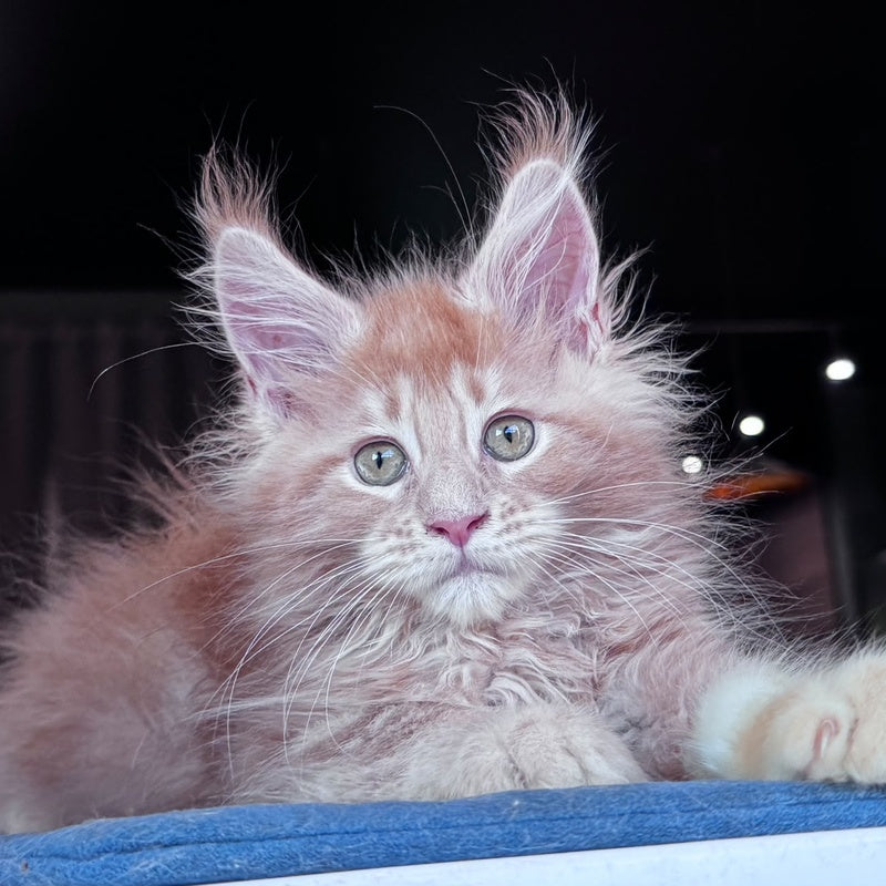 Winston Noir Maine Coon male, cream tabby