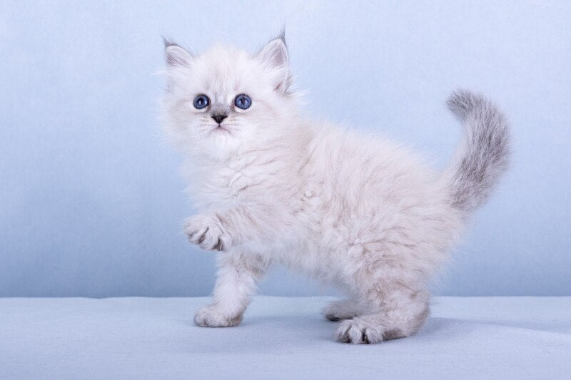 Iskra Siberian female, black tabby pointed