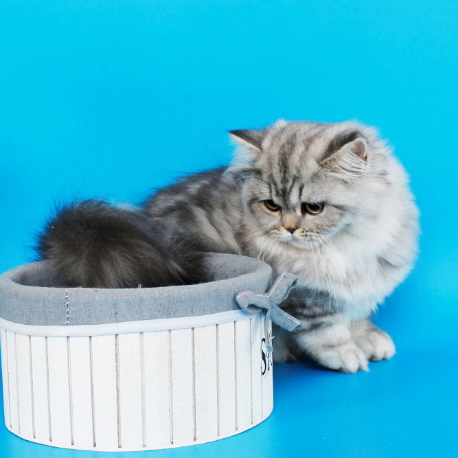 Yana British Longhair female, black silver tabby