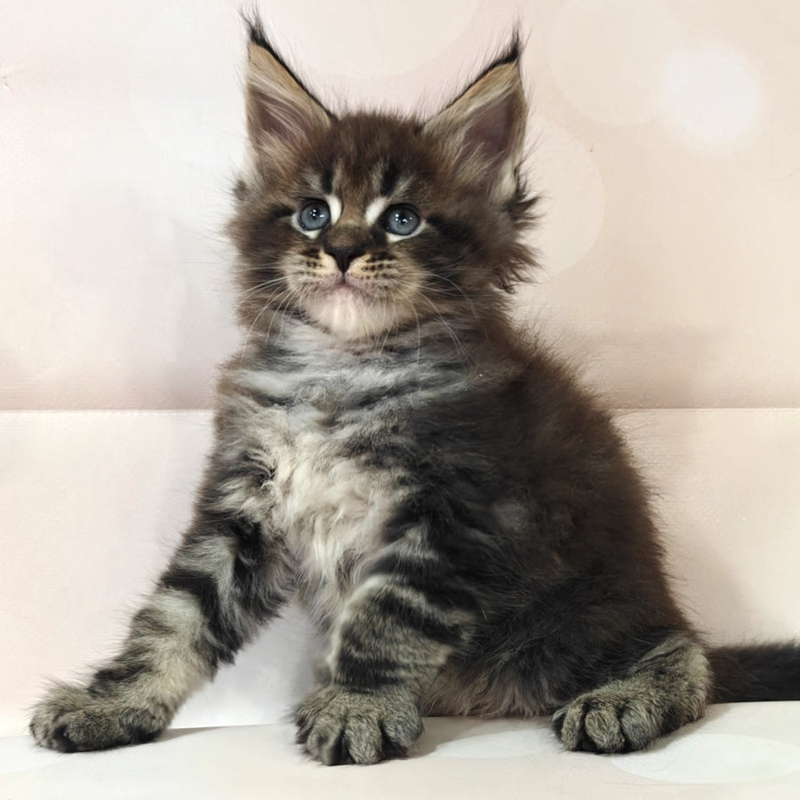 Mustang Maine Coon male, black tabby