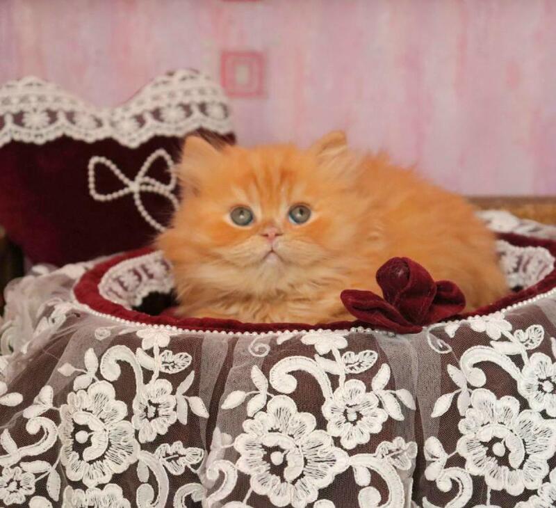Bow British Longhair male red live animals