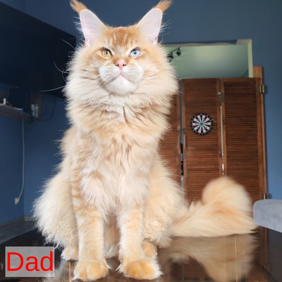Talisman Maine Coon male, blue spotted tabby with white