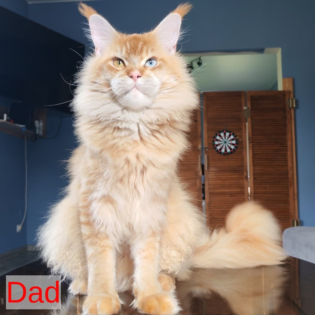 Triumph Maine Coon polydactyl 6x7x6x6 male, black silver ticked tabby