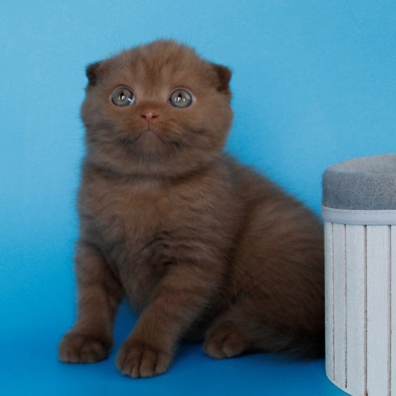 Alisa Scottish Fold female, cinnamon