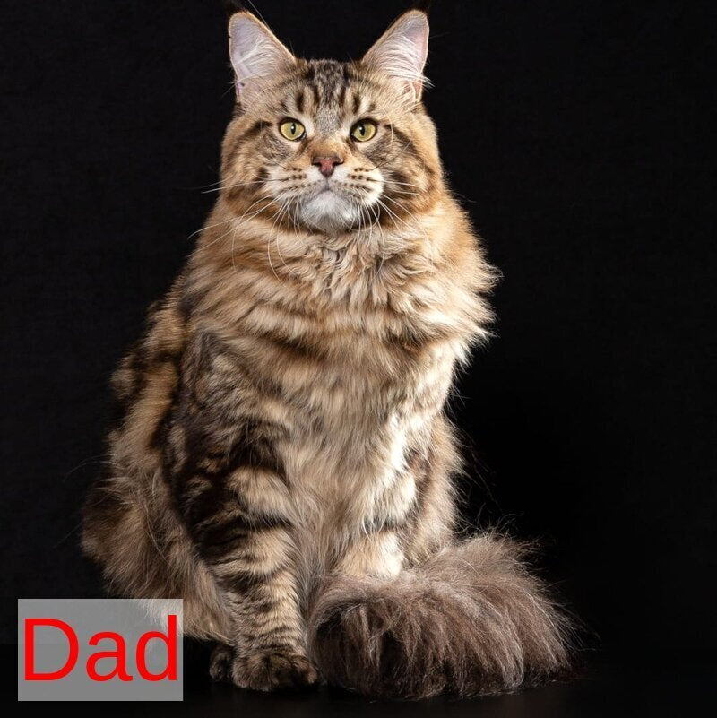 Kevin Maine Coon male, black tabby
