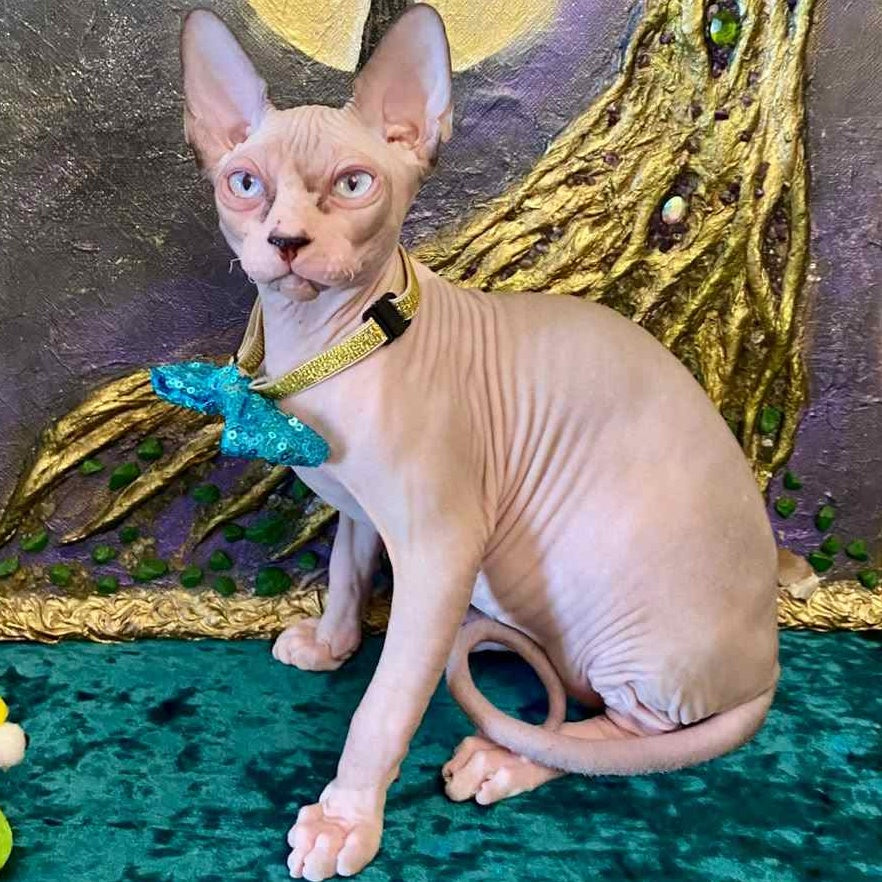 Max Canadian Sphynx male, blue bicolour pointed