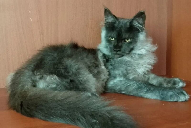 Jack Maine Coon male, black silver tabby
