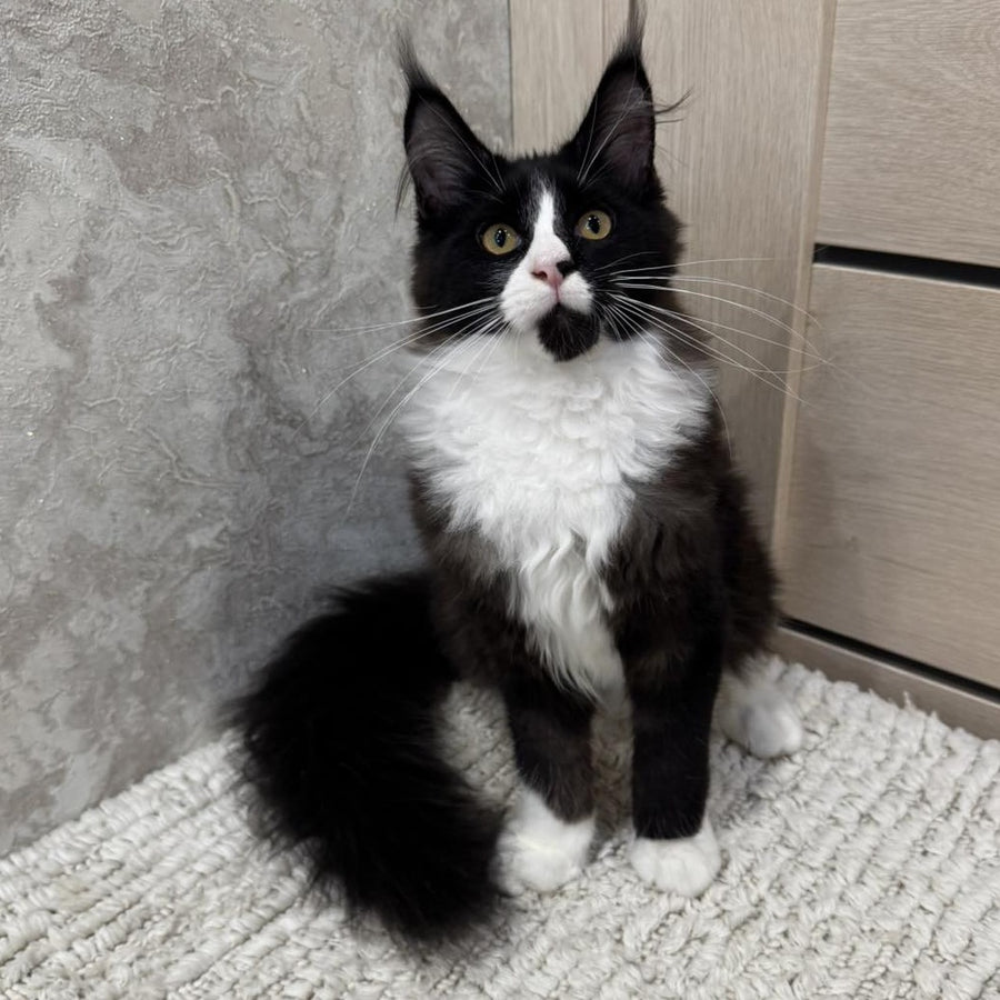 Sandra Maine Coon female, black silver bicolour