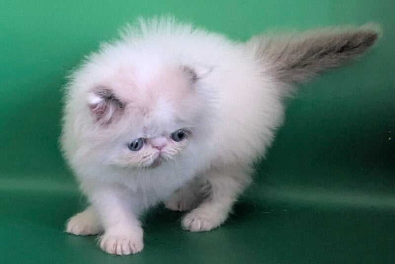 Nemо Persian male, cream pointed bicolour