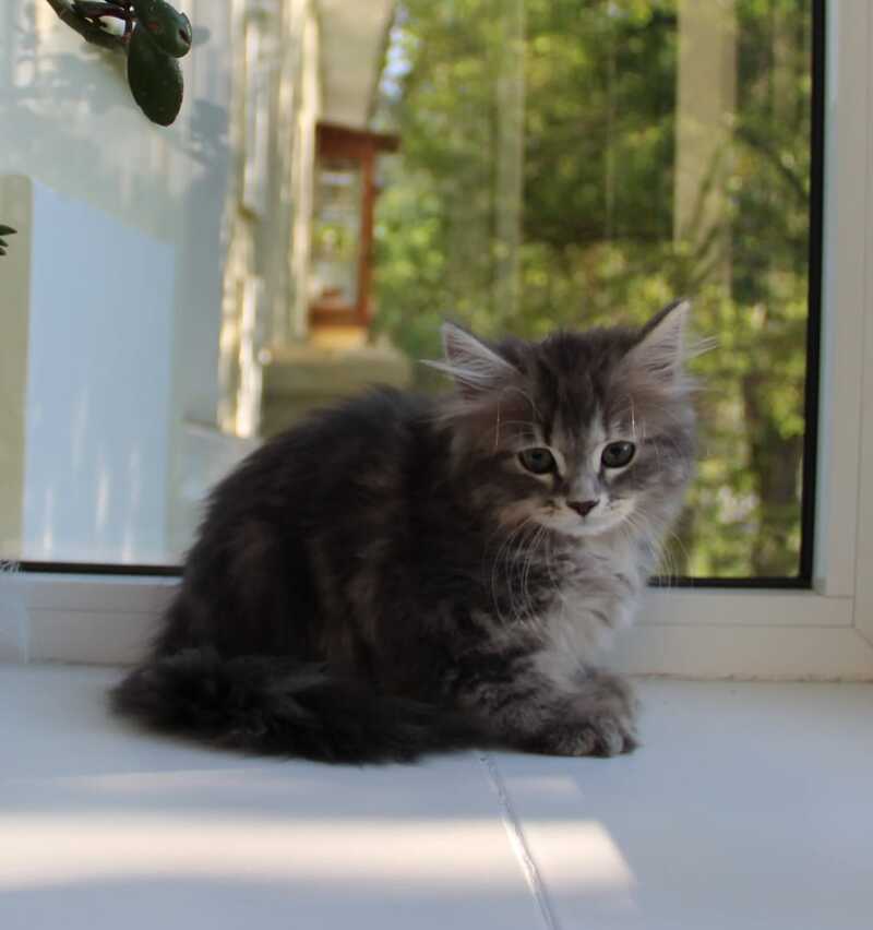 Konfetka Siberian female blue tortie tabby - live animals