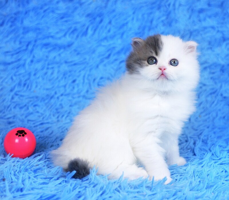 Fantasia Scottish Straight female, blue tabby van
