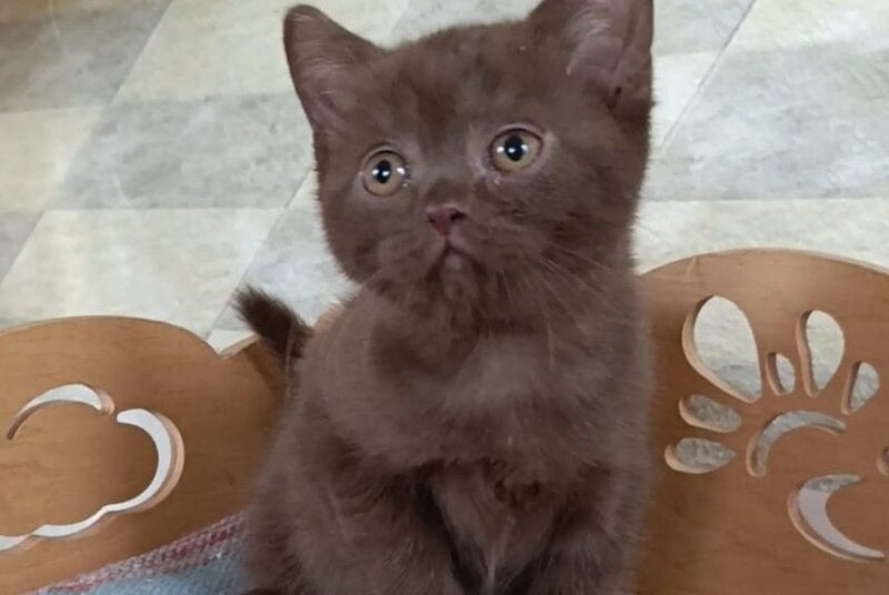 Cassandra British Shorthair female, chocolate