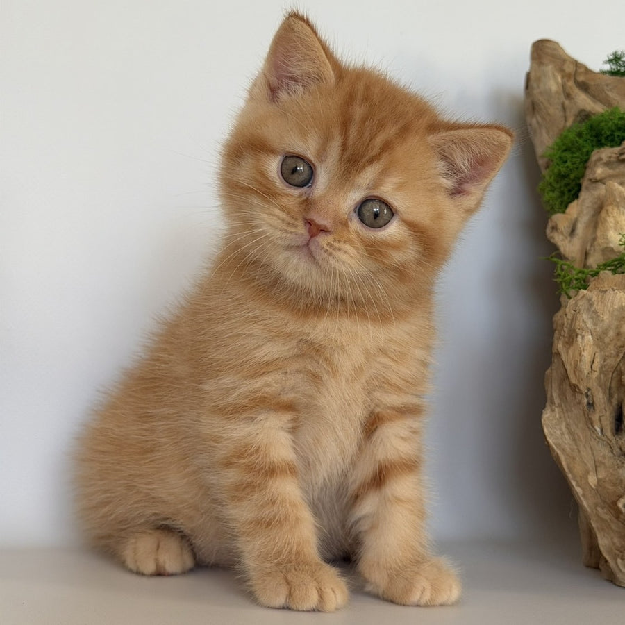 Gino British Shorthair male, red