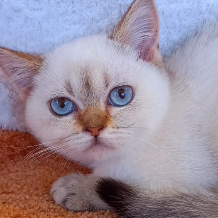 Marta Scottish Straight female, black golden shaded pointed