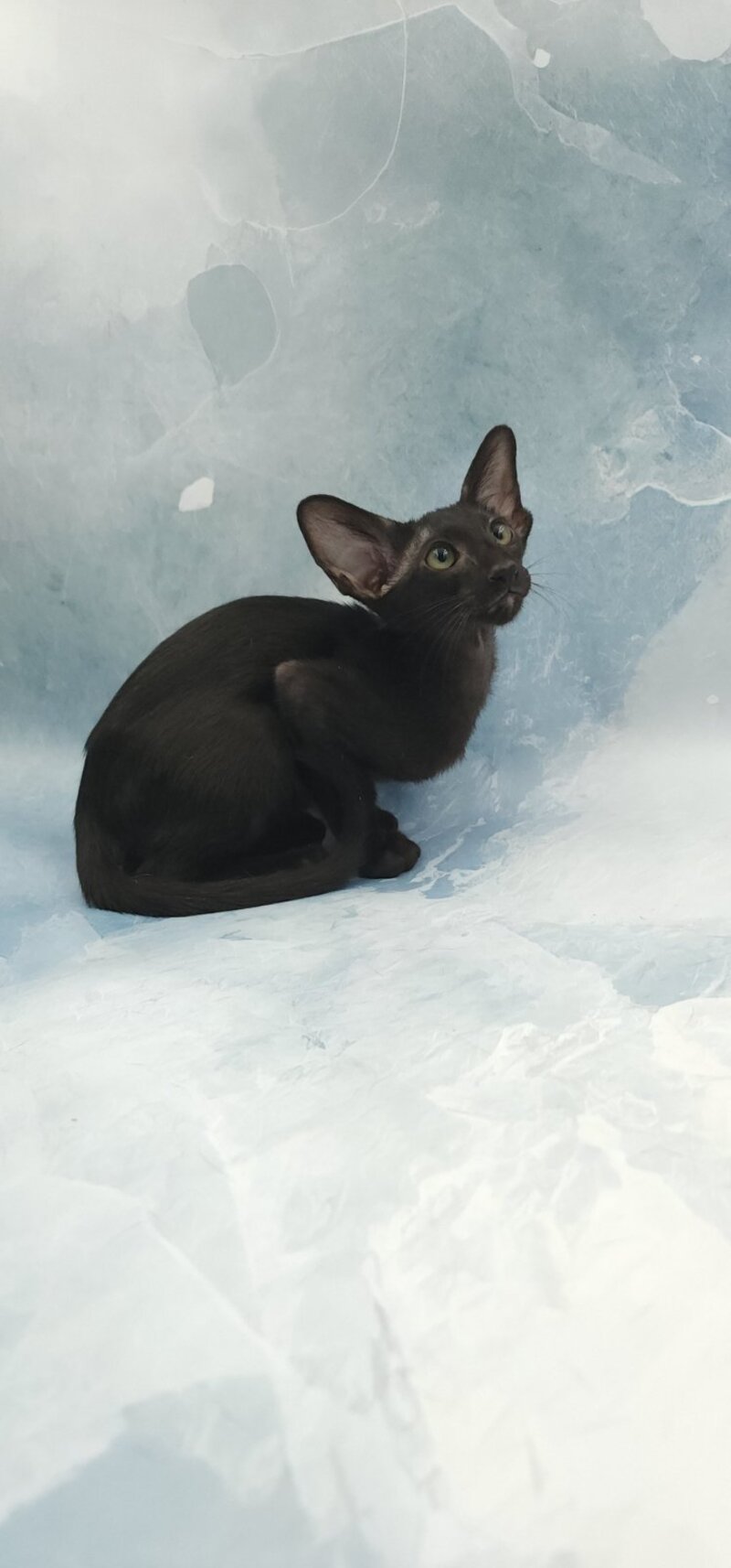 Otto Oriental Shorthair male, black