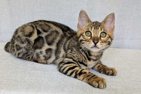 Zipsy Bengal female black spotted tabby - live animals