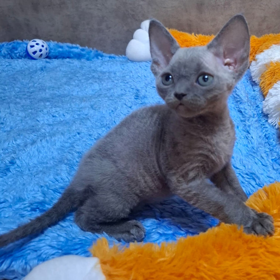 Filip Devon Rex male, blue