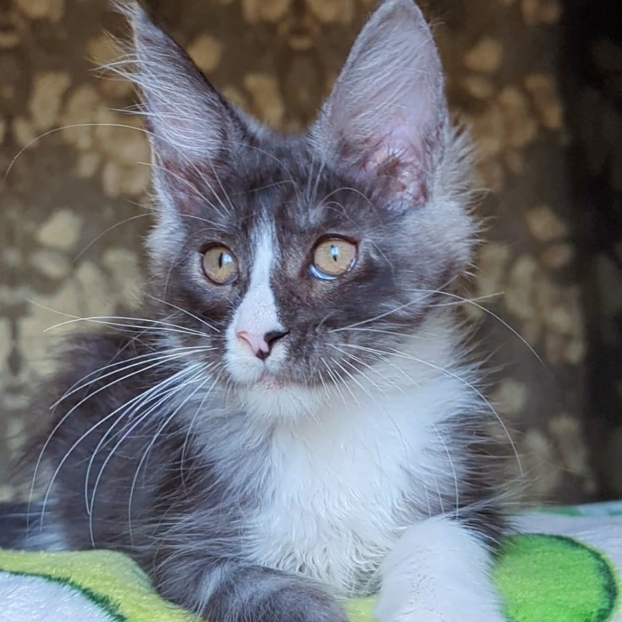 Harisha Maine Coon male, black silver bicolour