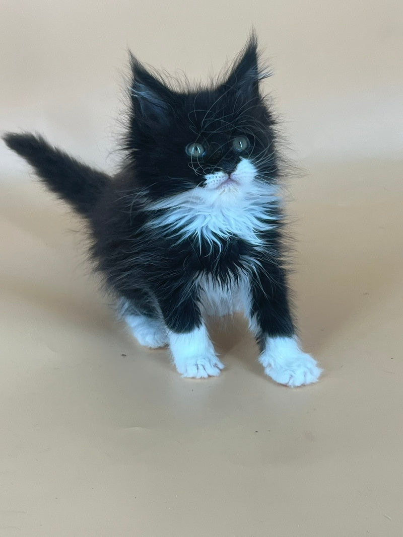 Berta Maine Coon female, black bicolour