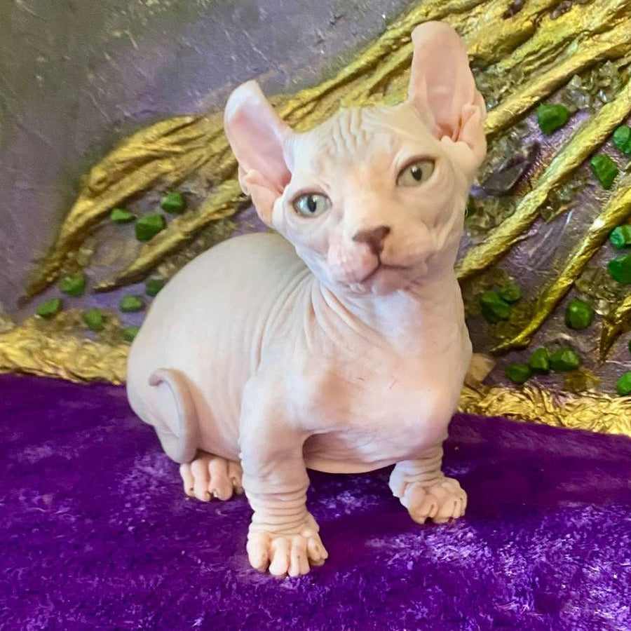 Loki Dwelf male, blue tabby
