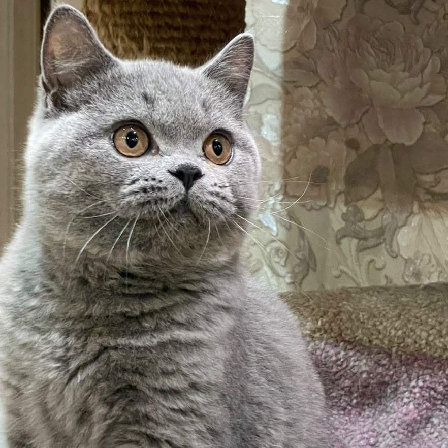 Bismark British Shorthair male, blue
