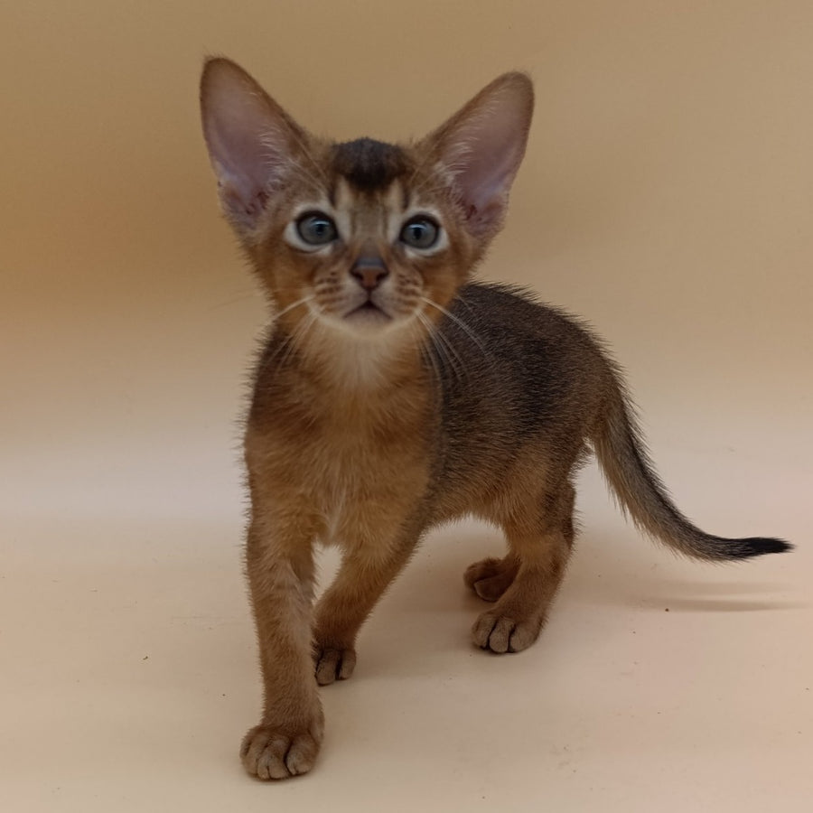 Mikkel Abyssinian male, black