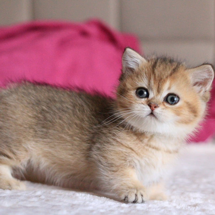 Zucchini Munchkin female, black golden ticked tabby
