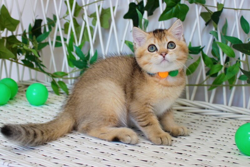 Ivan British Shorthair male, black golden ticked tabby