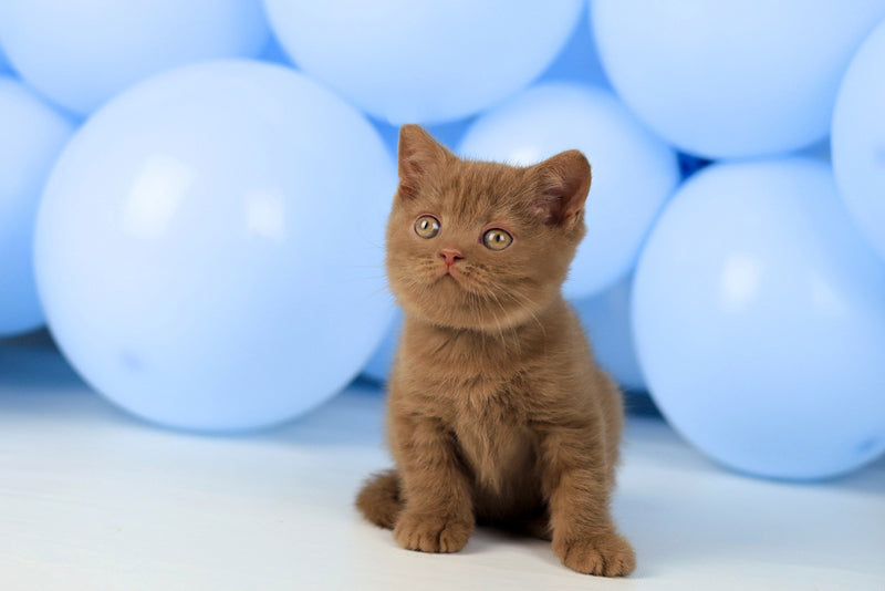 Zachar British Shorthair male, cinnamon