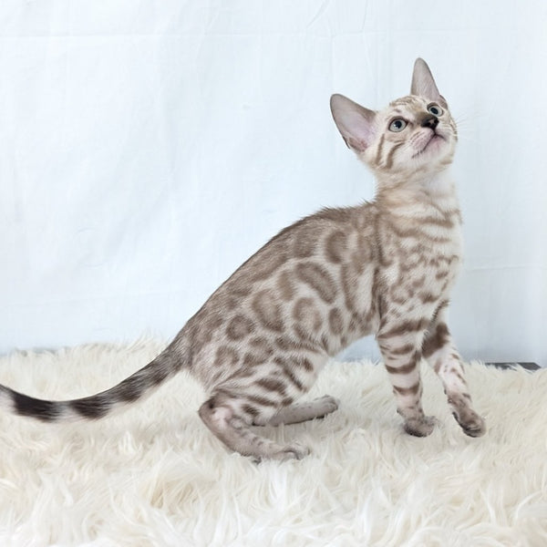 Ava Bengal female, black silver spotted tabby pointed