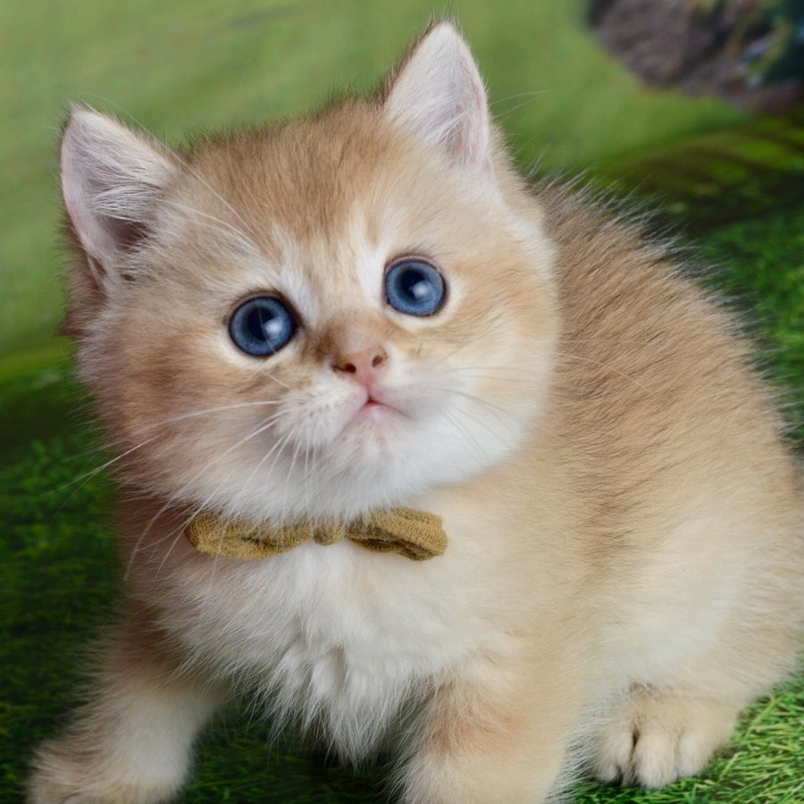 Ustin British Shorthair male, black golden shaded