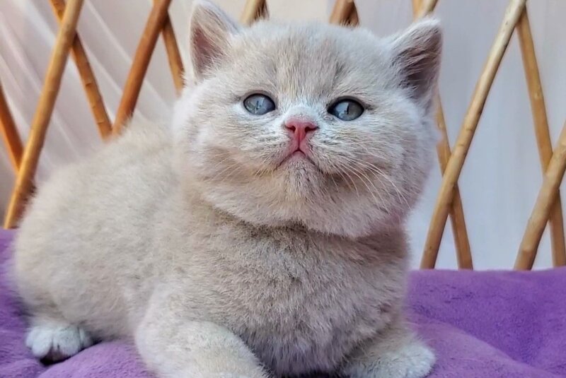 Yasmine British Shorthair female, fawn