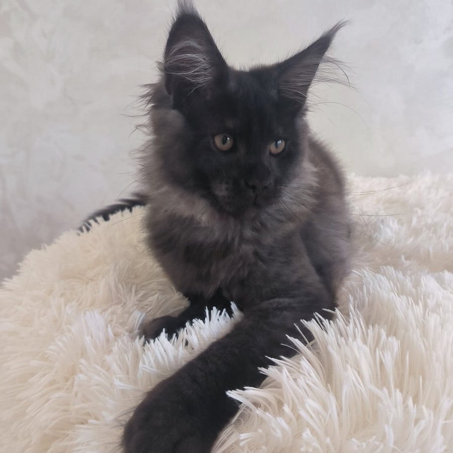 Xander Maine Coon male, black silver