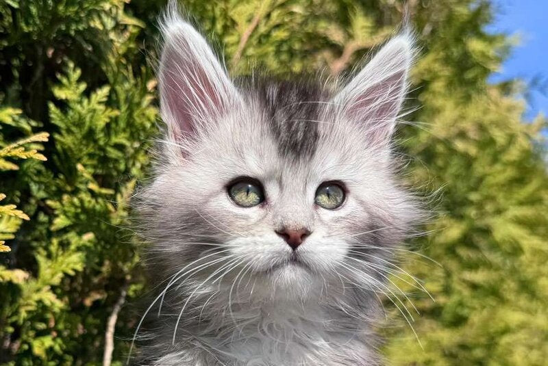 Emeli Maine Coon female black silver ticked tabby - live animals