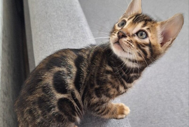 Gabik Bengal male, black spotted tabby