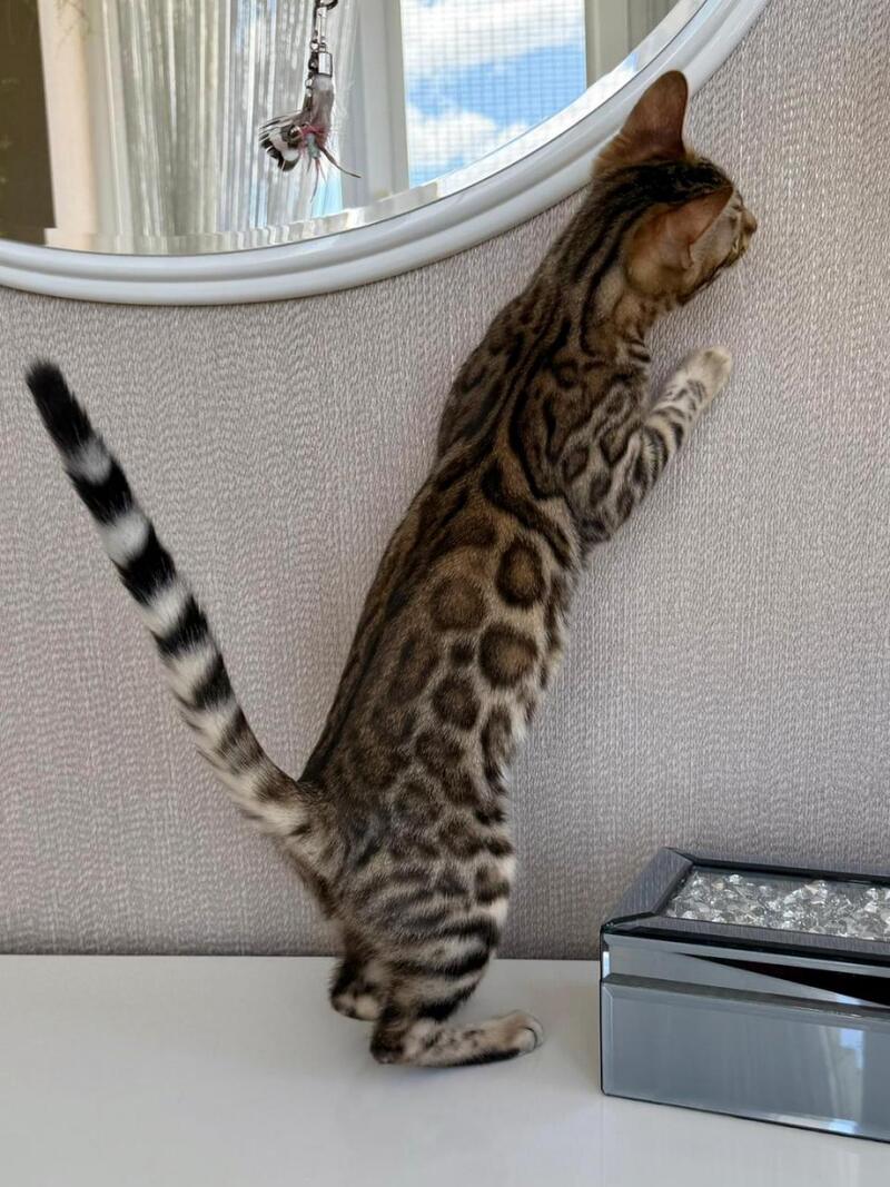 Elly Bengal female black spotted tabby - live animals
