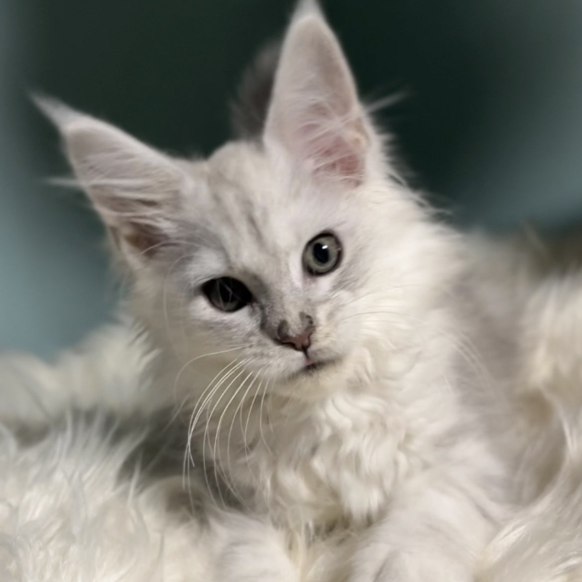 Galaxy Maine Coon female, blue silver shaded