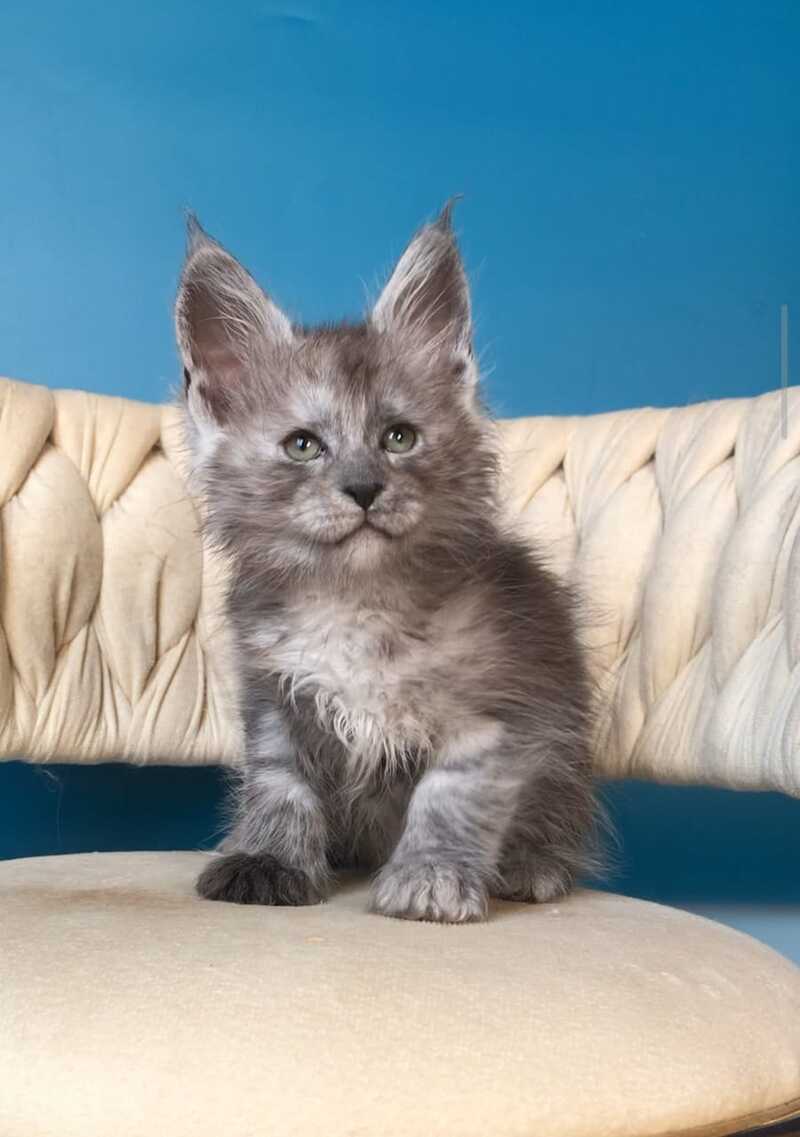 Yaron Maine Coon male black silver - live animals