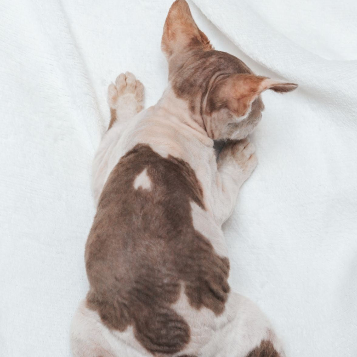 Yoda Devon Rex male, cinnamon harlequin