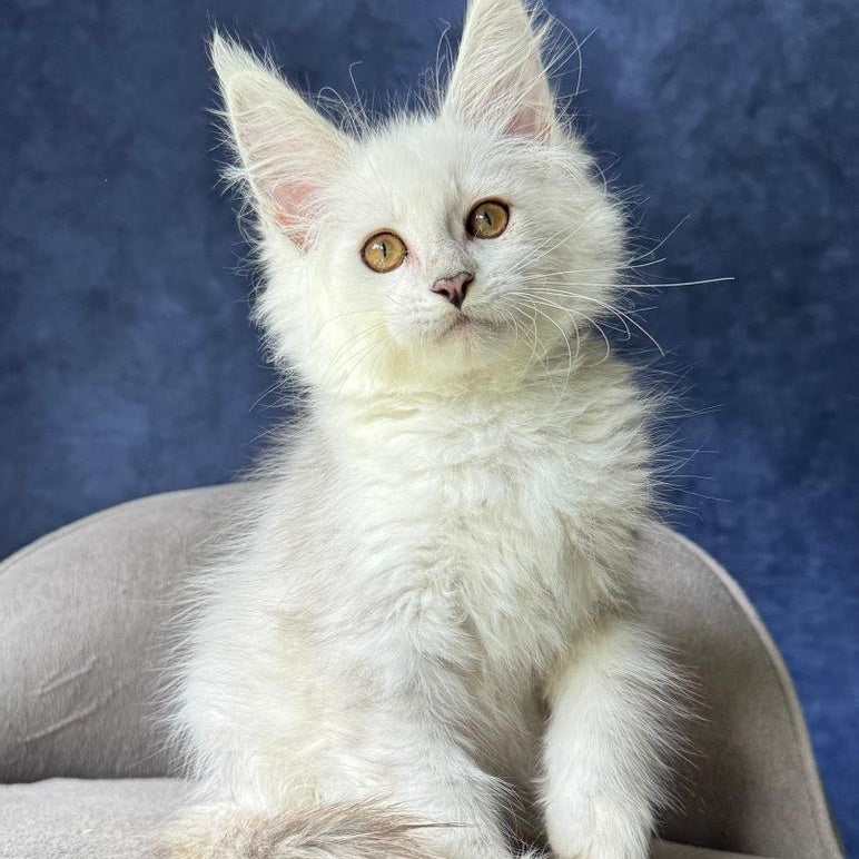 Wycliffe Maine Coon female, black silver shaded