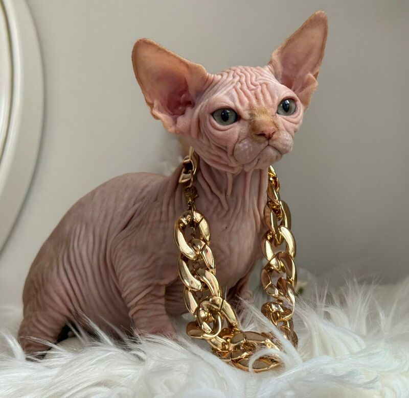 Sultan Canadian Sphynx male red tabby - live animals