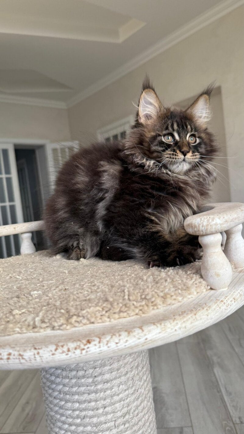 Unicum Maine Coon male, black tabby