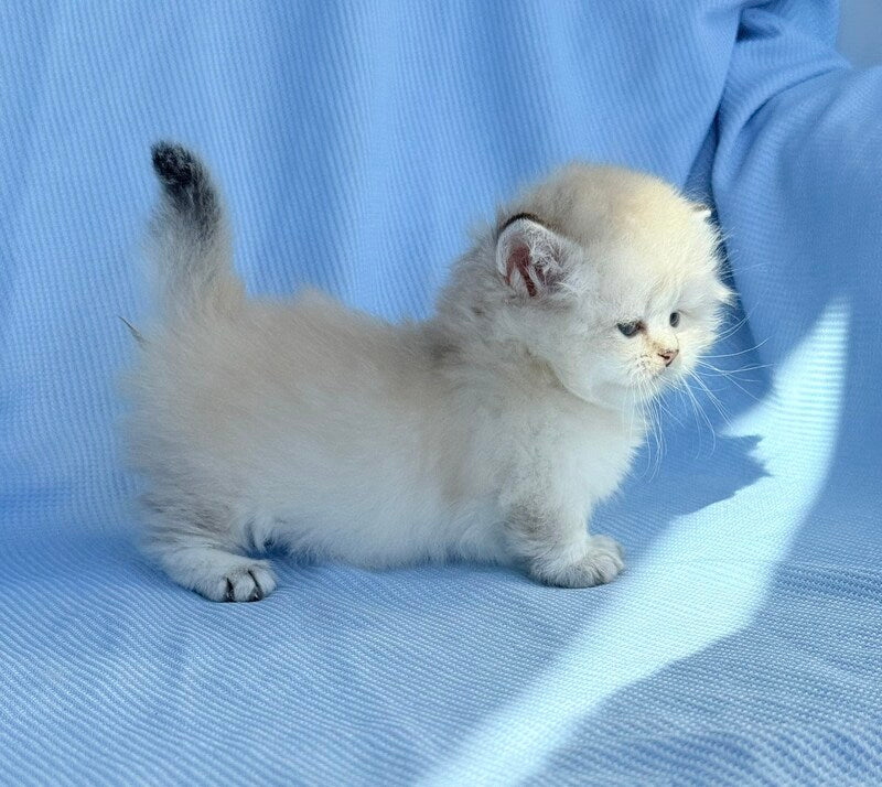 Knopa Munchkin female, pointed
